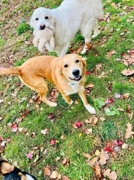 Rescue Golden Retriever Dogs for Adoption in Woolwich, Maine - Sunny | PetCurious
