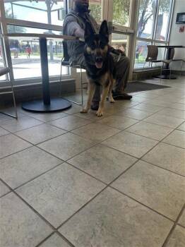 MR SANDMAN -  German Shepherd Dog Dog for Adoption in San Antonio, Texas - MR SANDMAN | PetCurious