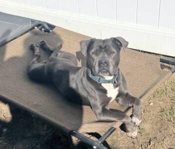 Boujee -  Staffordshire Bull Terrier Dog for Adoption in Cool, California - Boujee | PetCurious