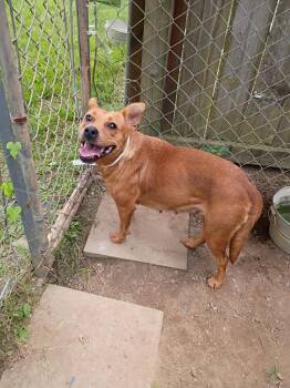 Kenzie -  German Pinscher and Carolina Dog Dog for Adoption in Albany, Georgia - Kenzie | PetCurious