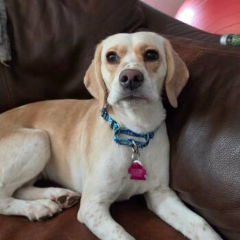 America -  Beagle Dog for Adoption in Las Vegas, Nevada - America | PetCurious