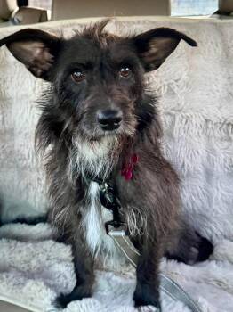 Mixed Breed Dogs Available for Adoption in Wayne, New Jersey - Smoochie | PetCurious