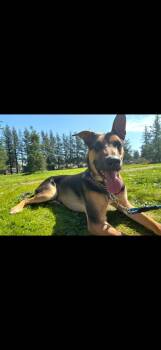 Oliver -  German Shepherd Dog and Black Mouth Cur Dog for Adoption in Portland, Oregon - Oliver | PetCurious