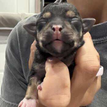 La Vega -  Chihuahua Dog for Adoption in Park Row, Texas - La Vega | PetCurious