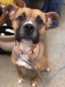 Rescue Pit Bull Terrier Dogs for Adoption in Cleveland, Ohio - Westley | PetCurious