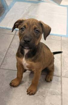 Mixed Breed Dogs Available for Adoption - Alize | PetCurious