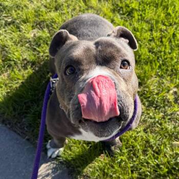 Megan -  American Staffordshire Terrier and Mixed Breed Dog for Adoption in Grand Rapids, Michigan - Megan | PetCurious