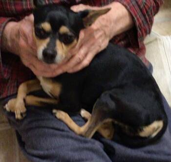 Chihuahua Dogs Available for Adoption - Blackie | PetCurious