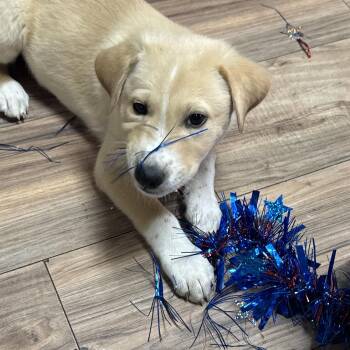 Jethro -  Labrador Retriever Dog for Adoption in Haslet, Texas - Jethro | PetCurious