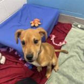 Mixed Breed Dogs Available for Adoption in Hilliard, Ohio - Bernard | PetCurious