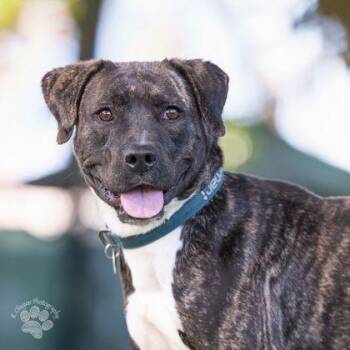 Pit Bull Terrier and Mixed Breed Dogs Available for Adoption in Honolulu, Hawaii - Dakota | PetCurious