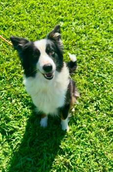 Willow -  Collie and Mixed Breed Dog for Adoption in Blountville, Tennessee - Willow | PetCurious