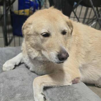 Rescue Great Pyrenees Dogs for Adoption in Kempner, Texas - Emma | PetCurious