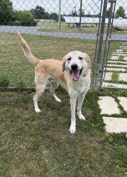 Bongo -  Anatolian Shepherd Dog for Adoption in Chambersburg, Pennsylvania - Bongo | PetCurious