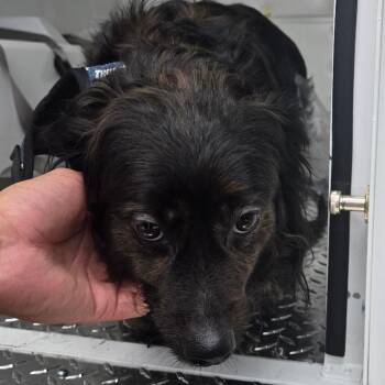 Widget -  Mixed Breed Dog for Adoption in Philadelphia, Pennsylvania - Widget | PetCurious