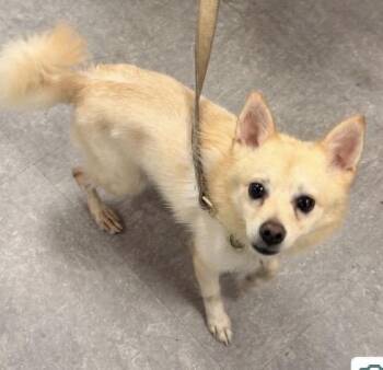 Biscuit -  Chihuahua and Pomeranian Dog for Adoption in Philadelphia, Pennsylvania - Biscuit | PetCurious