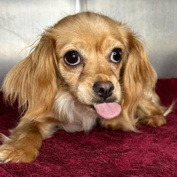 Mixed Breed Dogs Available for Adoption in Matteson, Illinois - Peep | PetCurious
