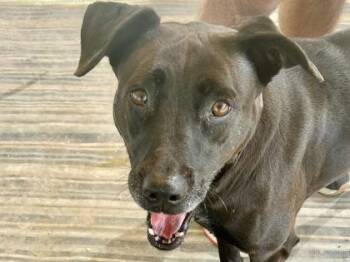 Rescue Mixed Breed Dogs for Adoption in Georgetown, Texas - Dot | PetCurious
