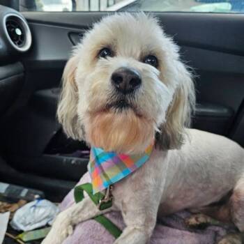 Rescue Wheaten Terrier and Standard Poodle Dogs for Adoption in Olathe, Kansas - Charles | PetCurious
