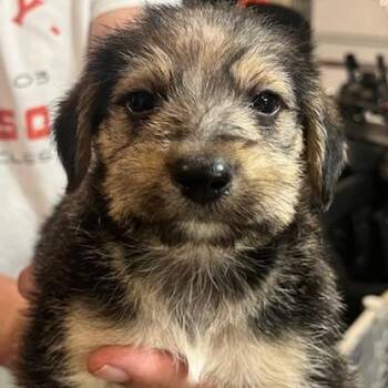 Rescue Chihuahua Dogs for Adoption in Lodi, California - Denver | PetCurious