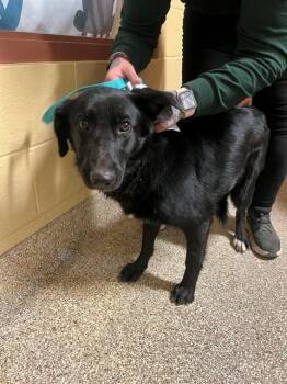 A1913872 -  German Shepherd Dog and Mixed Breed Dog Available for Adoption in Blythe, California - A1913872 | PetCurious