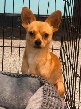 Chico -  Chihuahua Dog for Adoption in Front Royal, Virginia - Chico | PetCurious