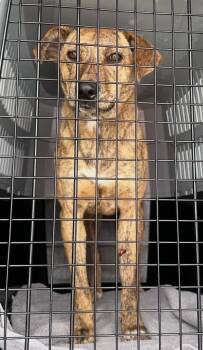 Plott Hound Dogs Available for Adoption - Ember | PetCurious