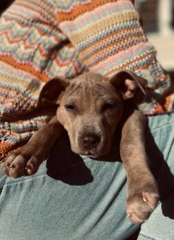 Boxer and Terrier Dogs Available for Adoption in Carmel Hamlet, New York - Ridge | PetCurious