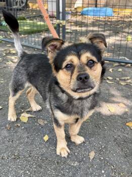 Terrier Dogs Available for Adoption - TEBOO | PetCurious