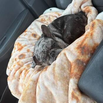 Velma -  Mixed Breed Dog for Adoption - Velma | PetCurious