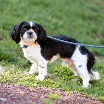 Shih Tzu Dogs Available for Adoption in Chester Springs, Pennsylvania - Ollie | PetCurious