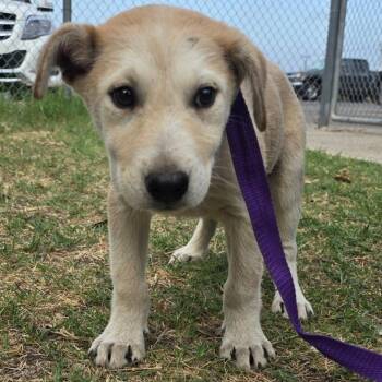 Labrador Retriever and Carolina Dog Dogs Available for Adoption - Gummy Bear | PetCurious