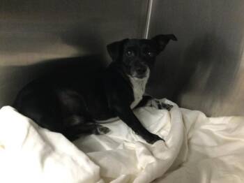 GILLIGAN -  Rat Terrier and Chihuahua Dog for Adoption in Thousand Palms, California - GILLIGAN | PetCurious