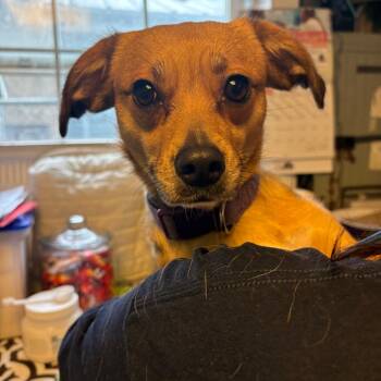 Chihuahua and Mixed Breed Dogs Available for Adoption - Gucci | PetCurious