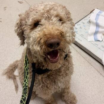 Toby -  Poodle and Mixed Breed Dog for Adoption in Murray, Utah - Toby | PetCurious