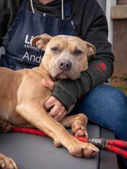 Mixed Breed Dogs Available for Adoption in Chamblee, Georgia - Hermosa | PetCurious
