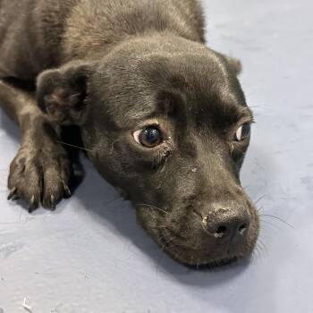 Taquito -  Mixed Breed Dog for Adoption in Greensboro, North Carolina - Taquito | PetCurious