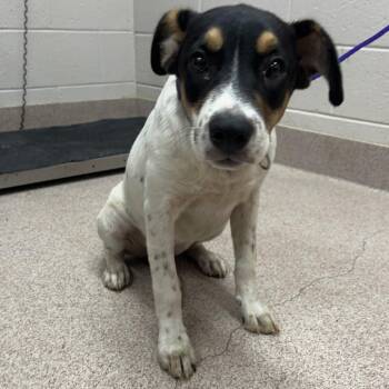 Bella -  Pit Bull Terrier Dog for Adoption in Ardmore, Oklahoma - Bella | PetCurious