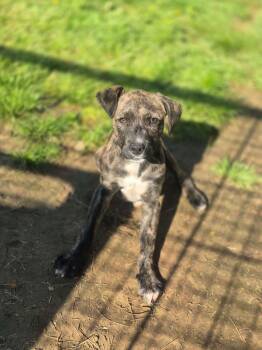 Hound and Terrier Dogs Available for Adoption in Dover, Arkansas - Frankie | PetCurious