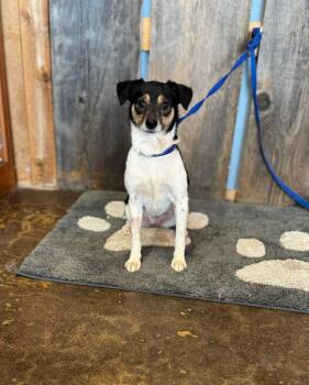 MISCHIEF 425 -  Chihuahua Dog for Adoption in New Berlin, Wisconsin - MISCHIEF 425 | PetCurious