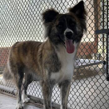 Collie Dogs Available for Adoption - Lucky | PetCurious