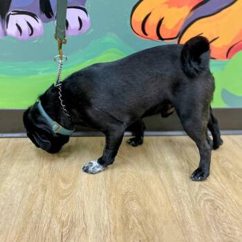 "Gus" -  Pug Dog for Adoption in Lyndhurst, Virginia - "Gus" | PetCurious