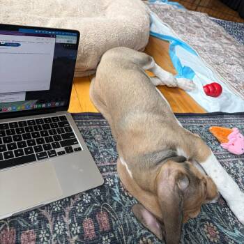 Plott Hound and Treeing Walker Coonhound Dogs Available for Adoption - Flapjack | PetCurious