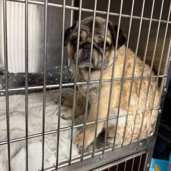 Juan - 1806 -  Pug Dog for Adoption in Uniontown, Pennsylvania - Juan - 1806 | PetCurious