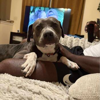 American Staffordshire Terrier Dogs Available for Adoption - Wolfie | PetCurious