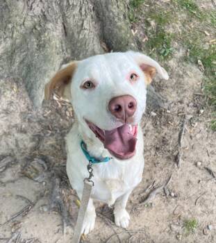 Pit Bull Terrier Dogs Available for Adoption in Reisterstown, Maryland - Potato | PetCurious