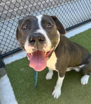 Brogg -  Pit Bull Terrier Dog for Adoption in Atlanta, Georgia - Brogg | PetCurious