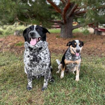 Moonstone***ADOPTION PENDING*** -  Australian Cattle Dog Blue Heeler Dog for Adoption in Fargo, North Dakota - Moonstone***ADOPTION PENDING*** | PetCurious