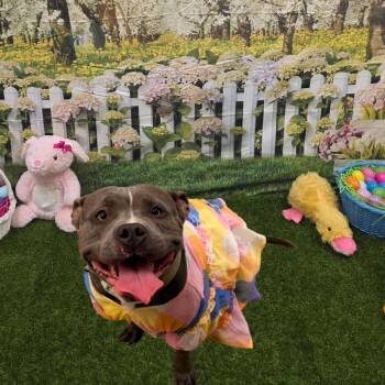 Pit Bull Terrier Dogs Available for Adoption - Oxygen | PetCurious