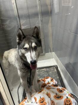 Rescue Siberian Husky Dogs for Adoption in Alameda, California - ZEUS | PetCurious